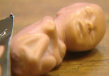 Plastic human fetus dolls - soft, in pink and brown, and about 4 inches long - have been handed out at Oakwood Elementary School. Image of Plastic human fetus dolls - soft, in pink and brown, and about 4 inches long - have been handed out at Oakwood Elementary School.