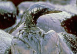 Image of