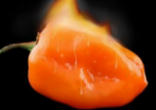Capsaicin = (cap say sin) is a compound found in those little, big, long, small, fat, green, yellow, and red fire fruit. That's right FRUIT, although most in the culinary world consider them vegetables. The amount of heat produced in your mouth is measured in spicy units called Scoville Organoleptic units. Image of Capsaicin = (cap say sin) is a compound found in those little, big, long, small, fat, green, yellow, and red fire fruit. That's right FRUIT, although most in the culinary world consider them vegetables. The amount of heat produced in your mouth is measured in spicy units called Scoville Organoleptic units.