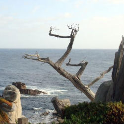 It should be stressed that the Ghost Tree is not to be confused with possibly the most photographed tree in the world, the Lone Cypress, which is located a few paces down the road. It should be stressed that the Ghost Tree is not to be confused with possibly the most photographed tree in the world, the Lone Cypress, which is located a few paces down the road.
