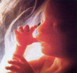 Every child in the womb is fully human from the moment of conception. Every child in the womb is fully human from the moment of conception.