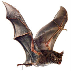 Vampire bat attack! Migrant worker becomes first U.S. fatality - U.S