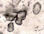 Are these the oldest fossils in the world? Scientists from the University of Western Australia and University of Oxford say yes. Image of Are these the oldest fossils in the world? Scientists from the University of Western Australia and University of Oxford say yes.