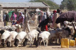 To starving Somalis, the lives on animals are more important than the lives of people compelling the UN to consider new approaches in famine relief. Image of To starving Somalis, the lives on animals are more important than the lives of people compelling the UN to consider new approaches in famine relief.