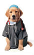 A European study proves dogs can detect cancer in patients regardless of stage. Image of A European study proves dogs can detect cancer in patients regardless of stage.