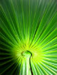 The experience of millions of men might be at odds with the results of a clinical study on the efficacy of saw-palmetto. Image of The experience of millions of men might be at odds with the results of a clinical study on the efficacy of saw-palmetto.