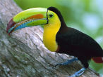 One of the colorful species of toucan on Barro Colorado Island in Panama. Image of One of the colorful species of toucan on Barro Colorado Island in Panama.