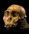 Is this the skull of the grandmother of all humans? Scientists and people debate the claim. Image of Is this the skull of the grandmother of all humans? Scientists and people debate the claim.