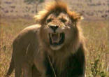The lions are out there now, prowling about--seeking whom they may devour.
Image of The lions are out there now, prowling about--seeking whom they may devour.