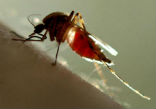 A mosquito drinks blood from a human host-- scientists are turning to genetic modifications to eliminate disease carrying populations. Image of A mosquito drinks blood from a human host-- scientists are turning to genetic modifications to eliminate disease carrying populations.