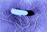 A listeria bacterium as seen through a microscope. Image of A listeria bacterium as seen through a microscope.