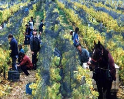 We are all called to work in the Vineyard of the Lord We are all called to work in the Vineyard of the Lord