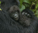 Infant gorillas such as this one can fetch up to $15,000-$40,000 on the black market. Typically the mother gorilla and other family members must be killed so the baby can be stolen. Image of Infant gorillas such as this one can fetch up to $15,000-$40,000 on the black market. Typically the mother gorilla and other family members must be killed so the baby can be stolen.