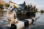 Pets are often overlooked in natural disasters, but they are imperiled as much as people in Thailand's historic floods. Image of Pets are often overlooked in natural disasters, but they are imperiled as much as people in Thailand's historic floods.