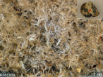 Erionite under magnification. The needle-like crystals can be clearly seen. Image of Erionite under magnification. The needle-like crystals can be clearly seen.