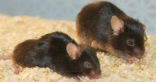 The mouse on the right has been treated with drugs to prevent the signs of aging. Image of The mouse on the right has been treated with drugs to prevent the signs of aging.