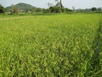 China is developing agricultural projects in Africa to produce food for their ever-growing population. Image of China is developing agricultural projects in Africa to produce food for their ever-growing population.