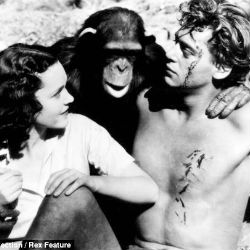 The chimp was unusually long-lived, surviving beyond both Weissmuller and Maureen O'Sullivan, who played Tarzan's mate Jane. Chimpanzees only live an average of 35 to 45 years in captivity. Guinness World Records had cited Cheetah as the world's oldest non-human primate. The chimp was unusually long-lived, surviving beyond both Weissmuller and Maureen O'Sullivan, who played Tarzan's mate Jane. Chimpanzees only live an average of 35 to 45 years in captivity. Guinness World Records had cited Cheetah as the world's oldest non-human primate.