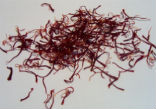 Genuine saffron is labor intensive and expensive, leading to the promotion of imitation saffron products. Image of Genuine saffron is labor intensive and expensive, leading to the promotion of imitation saffron products.