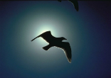 Image of