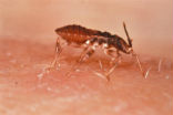 Insects like this assassin bug are vectors for Chagas disease. Image of Insects like this assassin bug are vectors for Chagas disease.