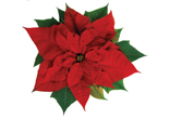 Image of