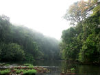 The Gola Rainforest is one of the world's most biologically diverse habitats--and it's also rich in iron ore, opportunity, and controversy. Image of The Gola Rainforest is one of the world's most biologically diverse habitats--and it's also rich in iron ore, opportunity, and controversy.