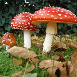Research on psilocybin has yielded positive results for its medicinal potential. Psilocybin has shown to be helpful for terminally ill cancer patients dealing with anxiety. Preliminary studies on its use in treating depression are also promising. Research on psilocybin has yielded positive results for its medicinal potential. Psilocybin has shown to be helpful for terminally ill cancer patients dealing with anxiety. Preliminary studies on its use in treating depression are also promising.