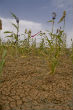 Staple crops such as millet have failed across the Sahel putting millions at risk of famine. Image of Staple crops such as millet have failed across the Sahel putting millions at risk of famine.