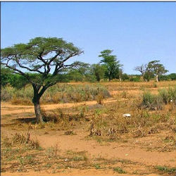 The African Sahel region declares 'a catastrophic year ...