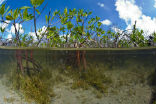 Environmentalists disagree with a plan to develop a renewable energy project in the mangroves of Cozumel. Image of Environmentalists disagree with a plan to develop a renewable energy project in the mangroves of Cozumel.