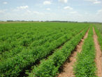 The UN alleges Mexican agricultural policy is unfairly helping large farms at the expense of the small. Image of The UN alleges Mexican agricultural policy is unfairly helping large farms at the expense of the small.