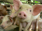Pigs have tragically been known to eat humans who come to feed them. Image of Pigs have tragically been known to eat humans who come to feed them.
