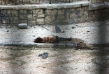 The lifeless body of a girl remains on the street where nobody comes to retrieve her. Image of The lifeless body of a girl remains on the street where nobody comes to retrieve her.