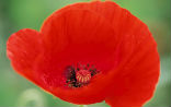 The poppy has long been prized for its poisonous, painkilling sap from which opium is derived. Image of The poppy has long been prized for its poisonous, painkilling sap from which opium is derived.