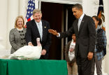 Did one turkey pardon another? Obama pardoned two turkeys this Thanksgiving. Image of Did one turkey pardon another? Obama pardoned two turkeys this Thanksgiving.