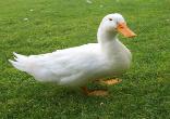 Image of