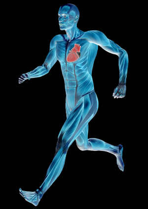 cardiovascular exercise