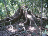 Tree with roots Image of Tree with roots