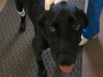 Dante saved his caretaker from a cottonmouth snakebite. Image of Dante saved his caretaker from a cottonmouth snakebite.