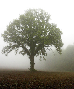 Image of