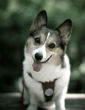 Really, how can you resist? Image of Really, how can you resist?