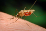 Mosquitoes which carry malaria are found virtually around the globe, adding to the danger of the disease. Image of Mosquitoes which carry malaria are found virtually around the globe, adding to the danger of the disease.