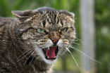 Apparently, an angry cat makes as good a weapon as any. Image of Apparently, an angry cat makes as good a weapon as any.