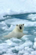 Yes, it's real and getting worse and it doesn't just hurt polar bears. It hurts people. Image of Yes, it's real and getting worse and it doesn't just hurt polar bears. It hurts people.