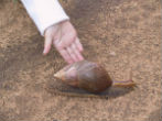 A giant African land snail. Image of A giant African land snail.