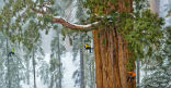 Some of the Pacific's giant trees are so large they dwarf climbers. Image of Some of the Pacific's giant trees are so large they dwarf climbers.
