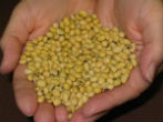 Monsanto soybeans. Image of Monsanto soybeans.