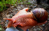 Giant African land snails are very large and dangerous. The public is warned against handling them. Image of Giant African land snails are very large and dangerous. The public is warned against handling them.