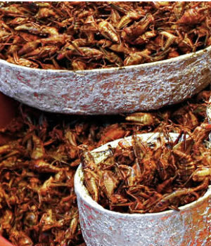 Insects can also be rich in copper, iron, magnesium, manganese, phosphorus, selenium and zinc, and are an excellent source of fiber. Insects can also be rich in copper, iron, magnesium, manganese, phosphorus, selenium and zinc, and are an excellent source of fiber.